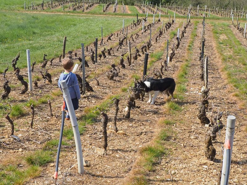 Jude plays with the winery's dog in the vineyard